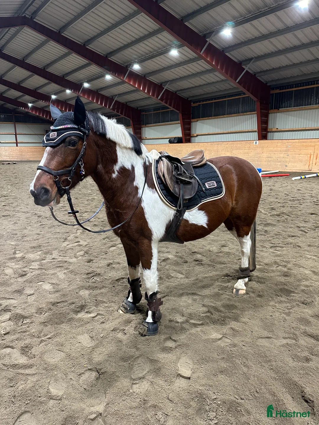 Allround hästar till salu: Vackert sto med otrolig utstrålning ✨ i Skebobruk - Annons 3