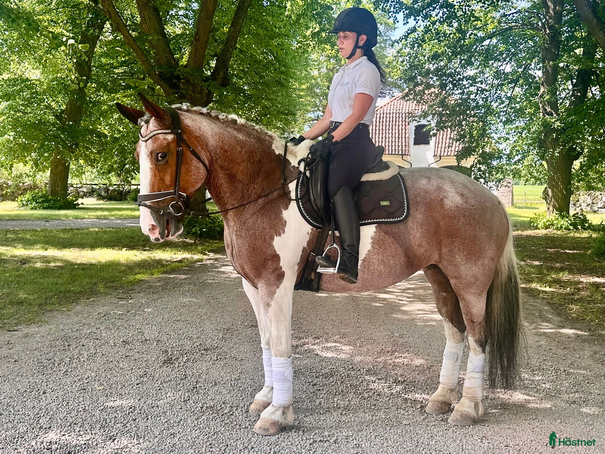 hästar Charmig och trygg allroundhäst! - Annons 1