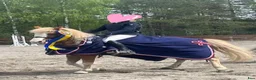 Allround hästar till salu: Unik liten läromästare - Annons 5