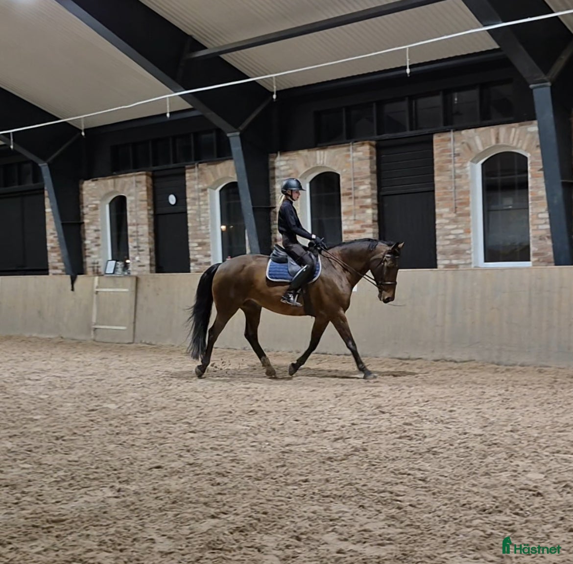  hästar Trygg bästa kompis till salu - Annons 2