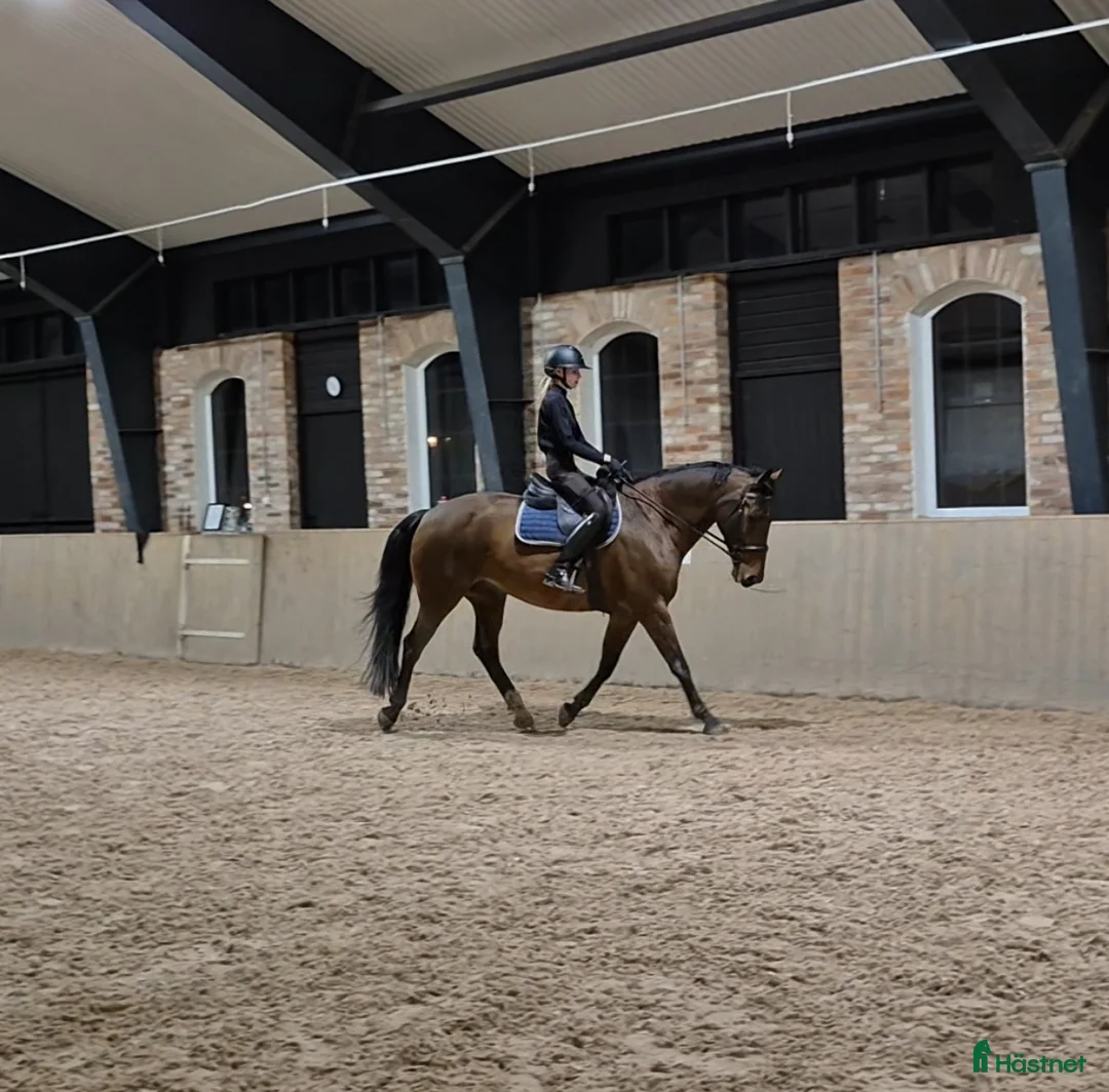 Övrigt hästar till salu: Trygg bästa kompis till salu i Solna - Annons 2