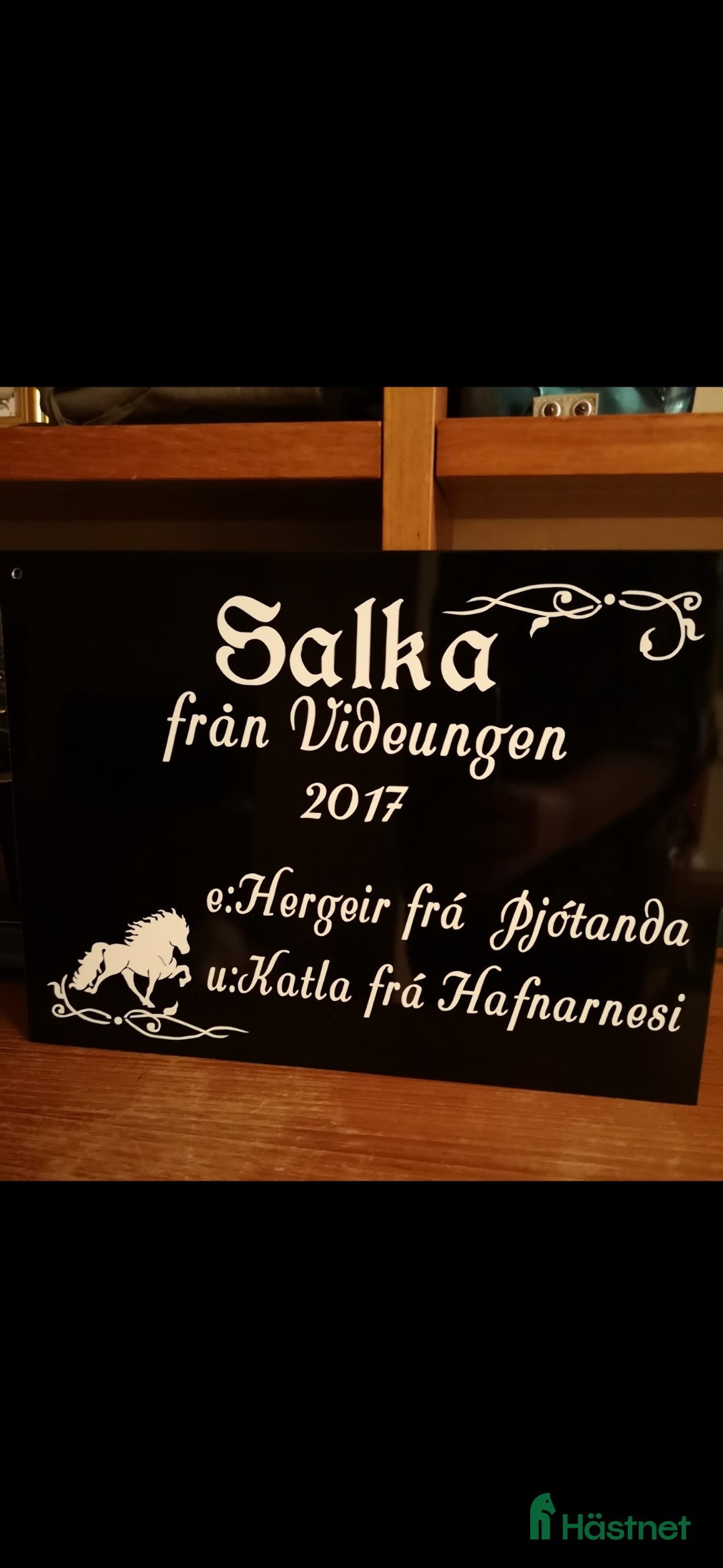 Övrigt hästar till salu: Islandssto i Åseda - Annons 5