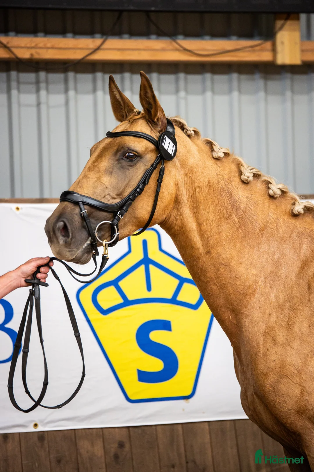 Avelshästar hästar till salu: Isabellfärgad avelssto hoppning - Annons 1
