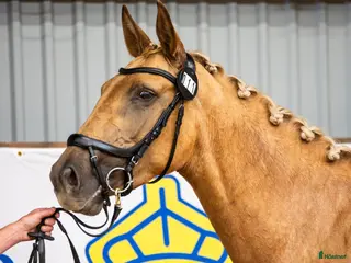 hästar Isabellfärgad avelssto hoppning - Annons 1