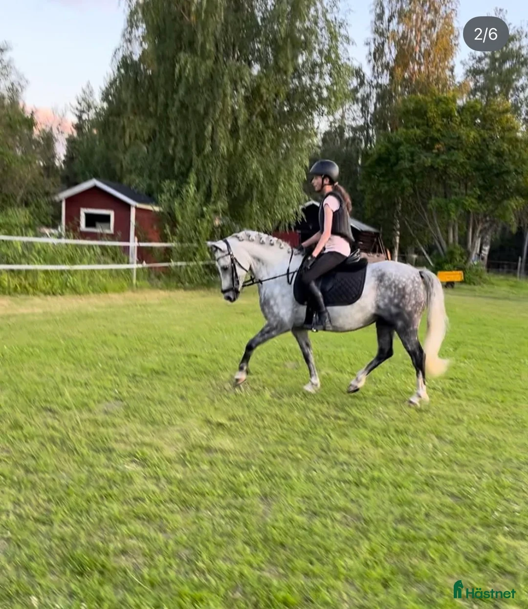 Allround hästar till salu: Underbar familjeponny i Boliden - Annons 2