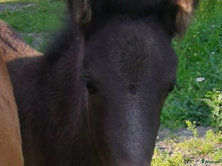 hästar Shetlandsponny i Häggenås - Annons 5