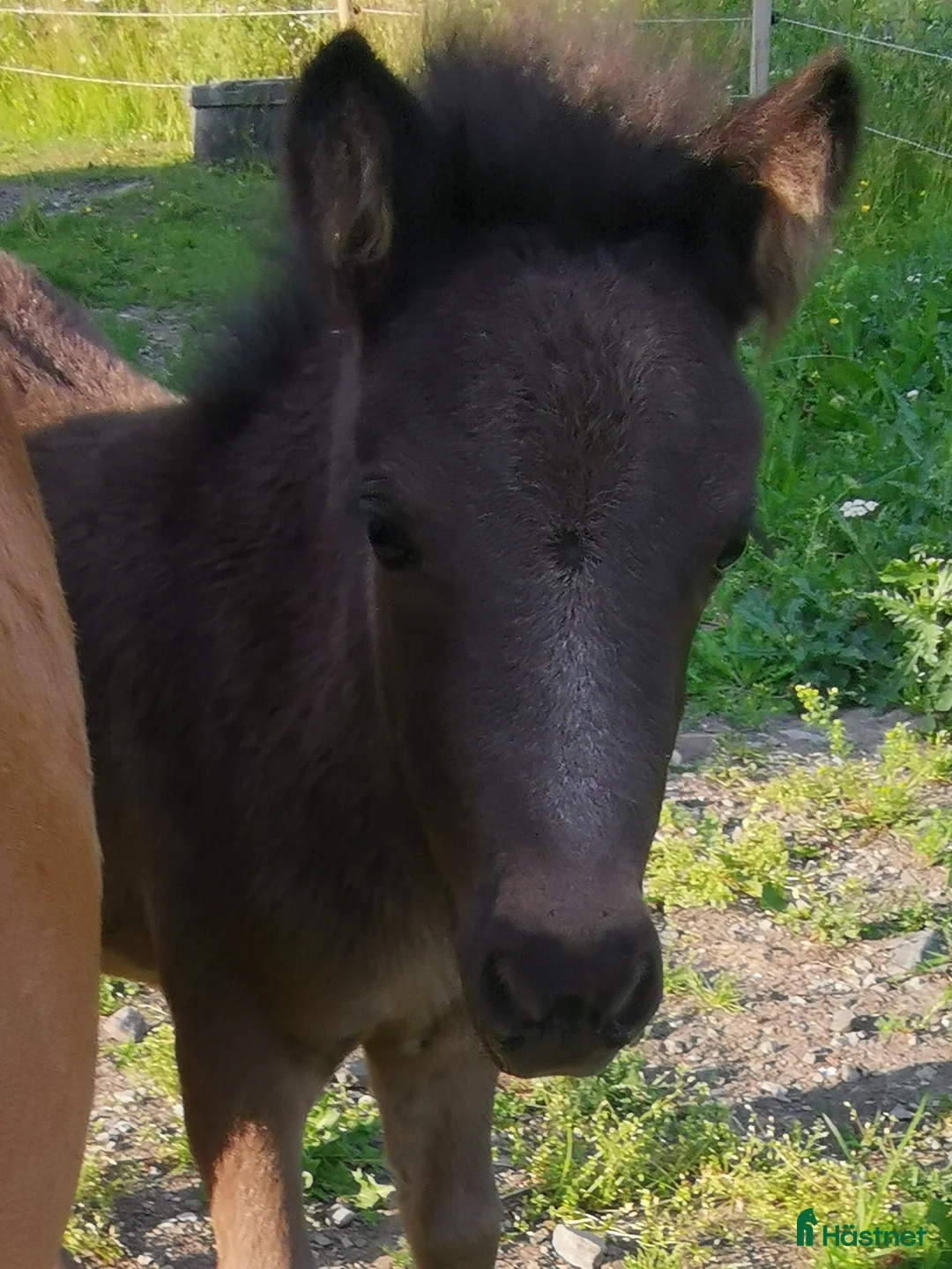 Allround hästar till salu: Shetlandsponny  - Annons 1