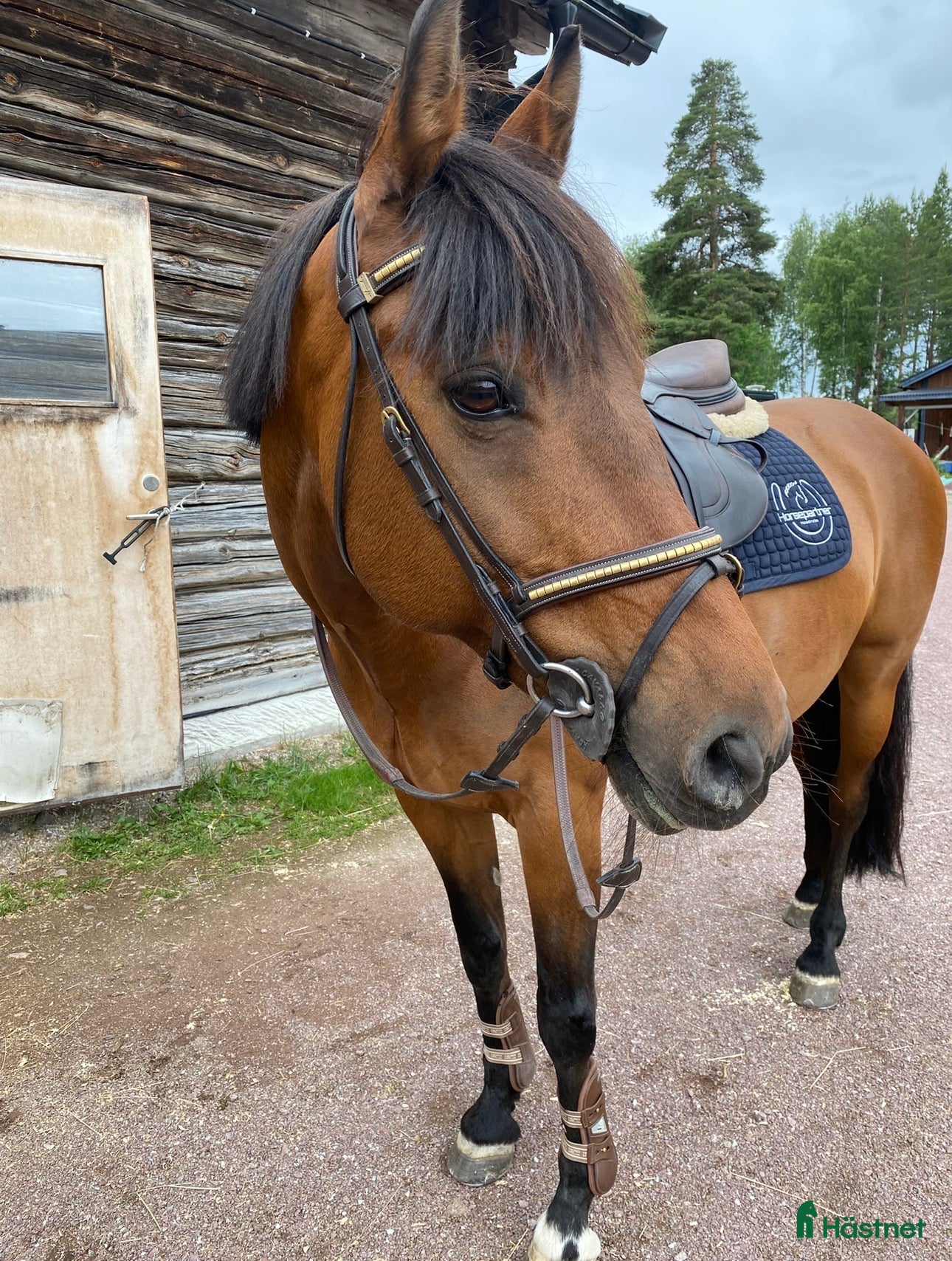  foderhäst D ponny söker fodervärd - Annons 1
