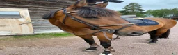  foderhäst finnes: D ponny söker fodervärd i Mora - Annons 1