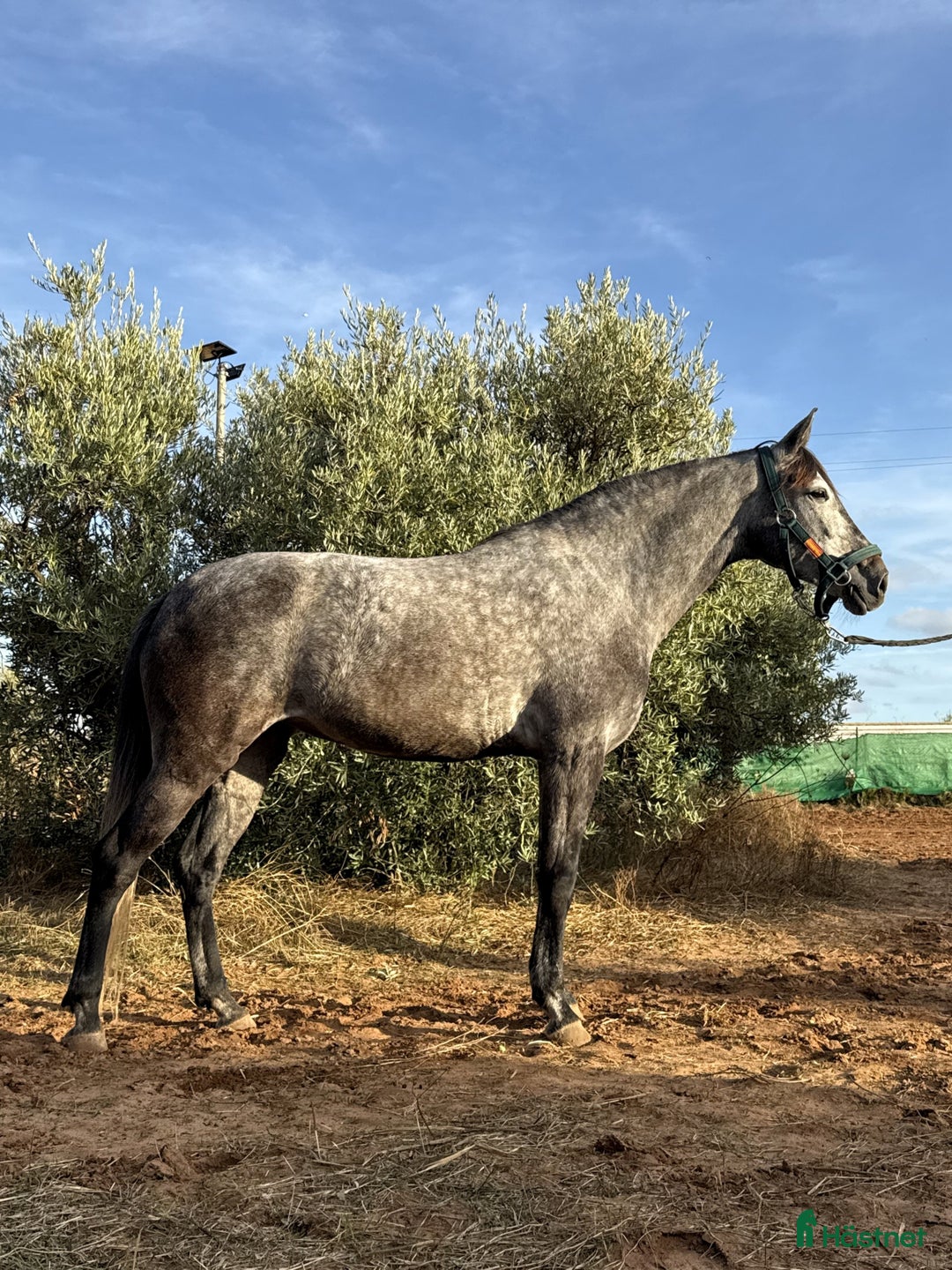 Dressyr hästar till salu: Talangfullt sto i Coín - Annons 7