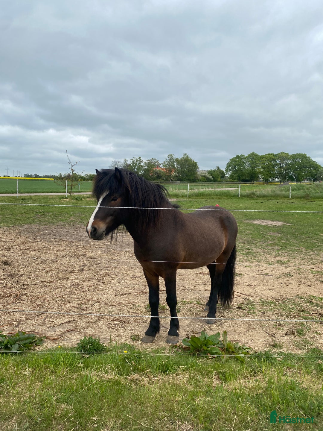  foderhäst finnes: Islandshingst i Kävlinge - Annons 5