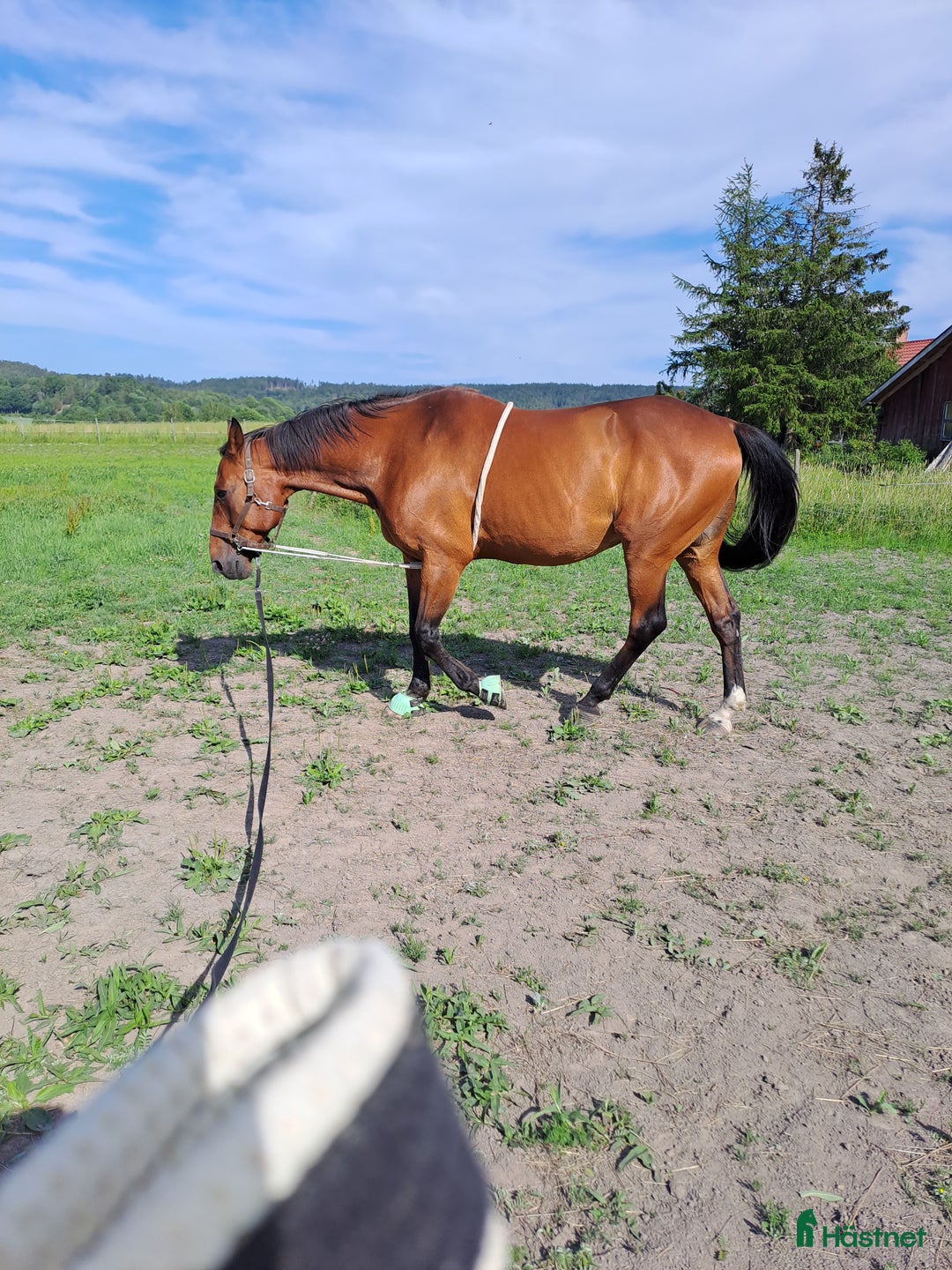 Allround hästar till salu: 2 st sociala trevliga valackar - Annons 5
