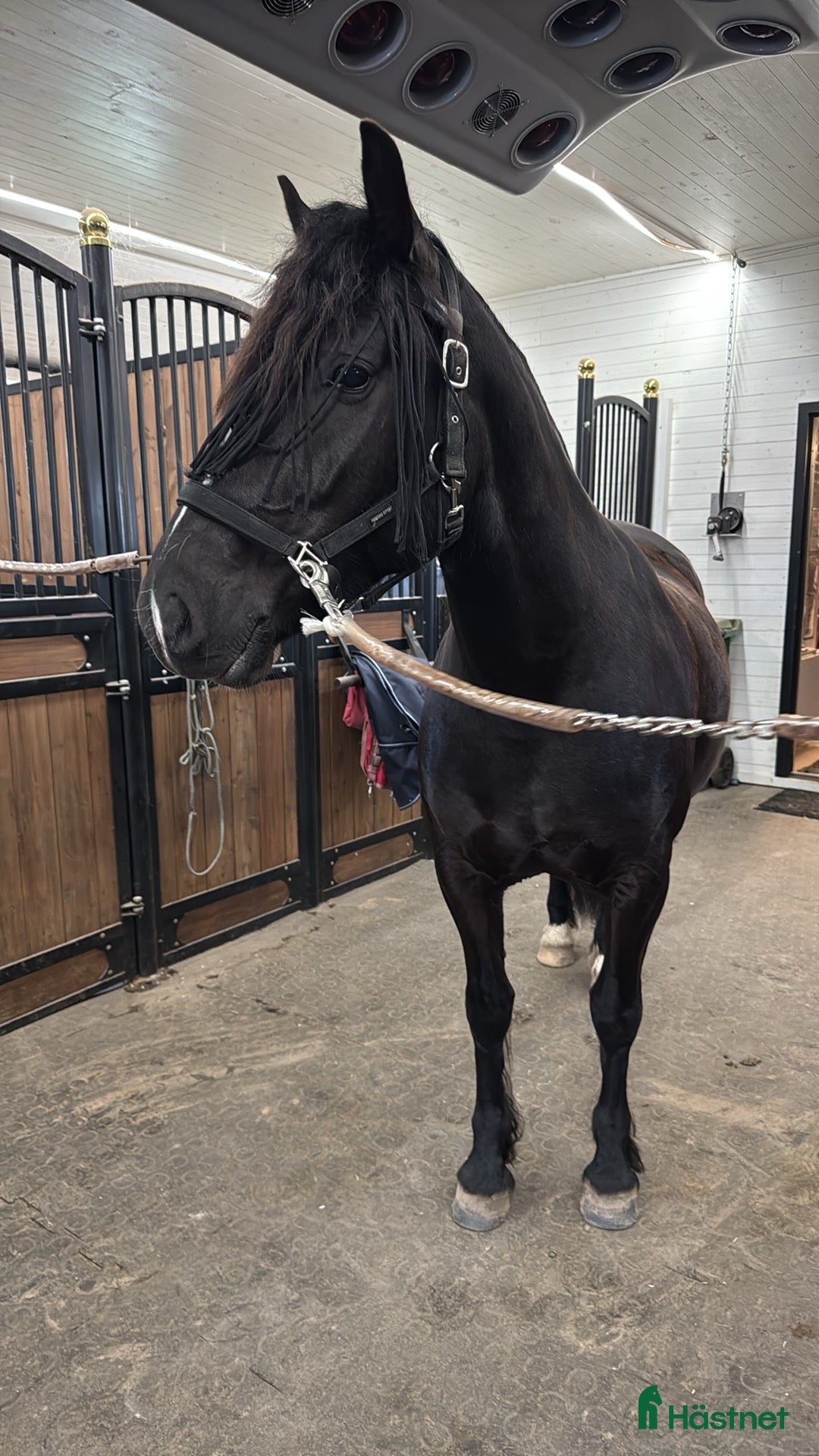 Allround hästar till salu: Snällt kallblod i Leksand - Annons 3