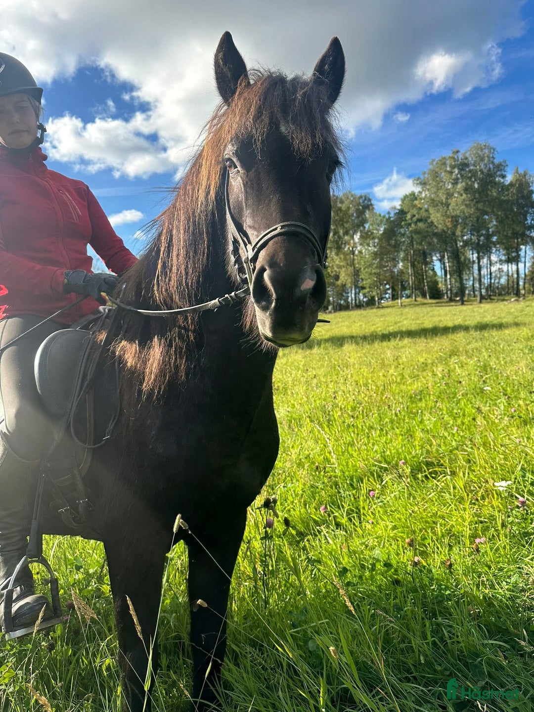 Island hästar till salu: Super trevlig valack  i Vaggeryd - Annons 2