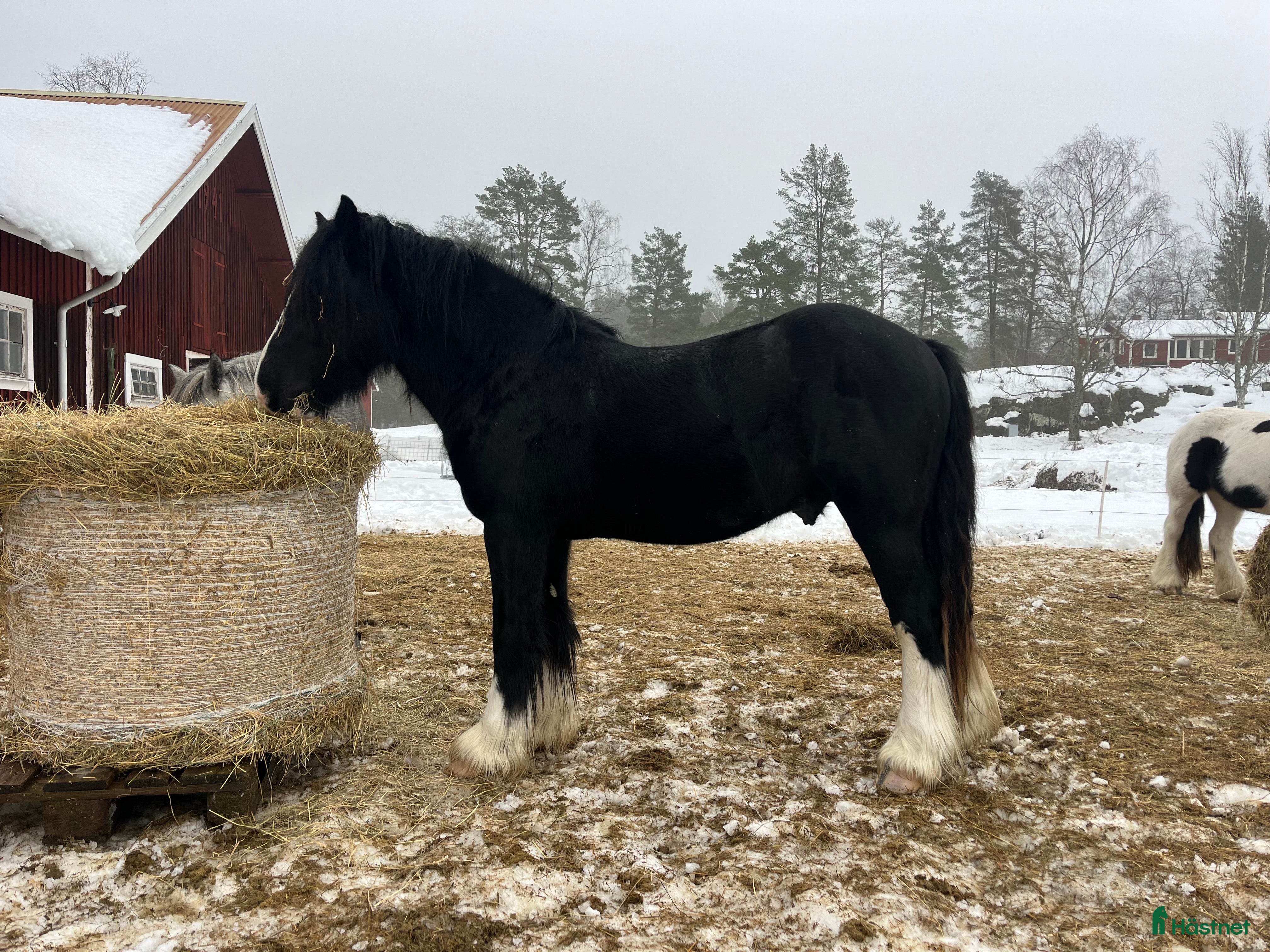  hästar Irish Cob x Clydesdale hingst  - Annons 6