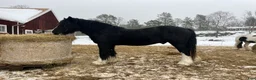 Övrigt hästar till salu: Irish Cob x Clydesdale hingst  - Annons 1