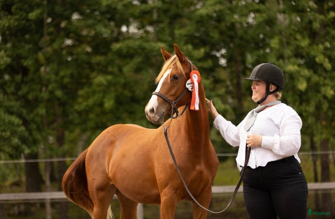 Övrigt hästar till salu: Multitalang i Söderköping - Annons 8