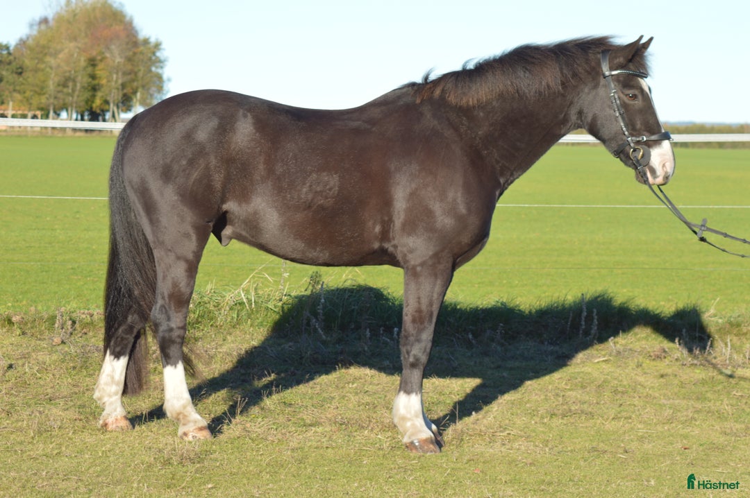 Allround hästar till salu: Trevlig & trygg ponny  i Eldsberga - Annons 4