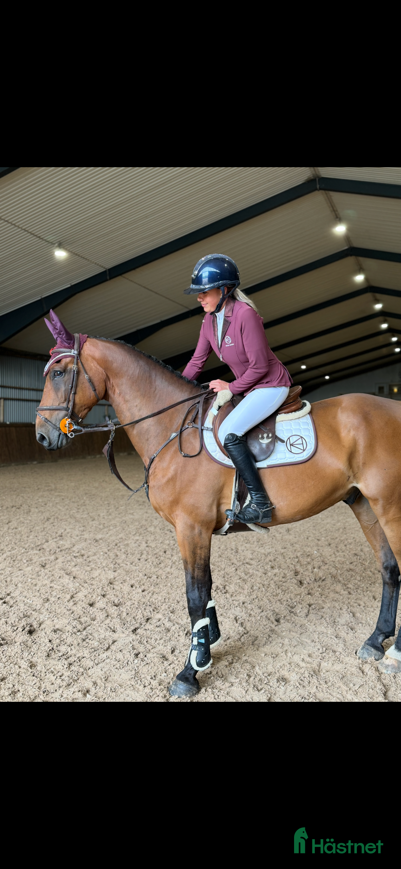  hästar Valack som söker sin person, byte intressant  i Ängelholm - Annons 3