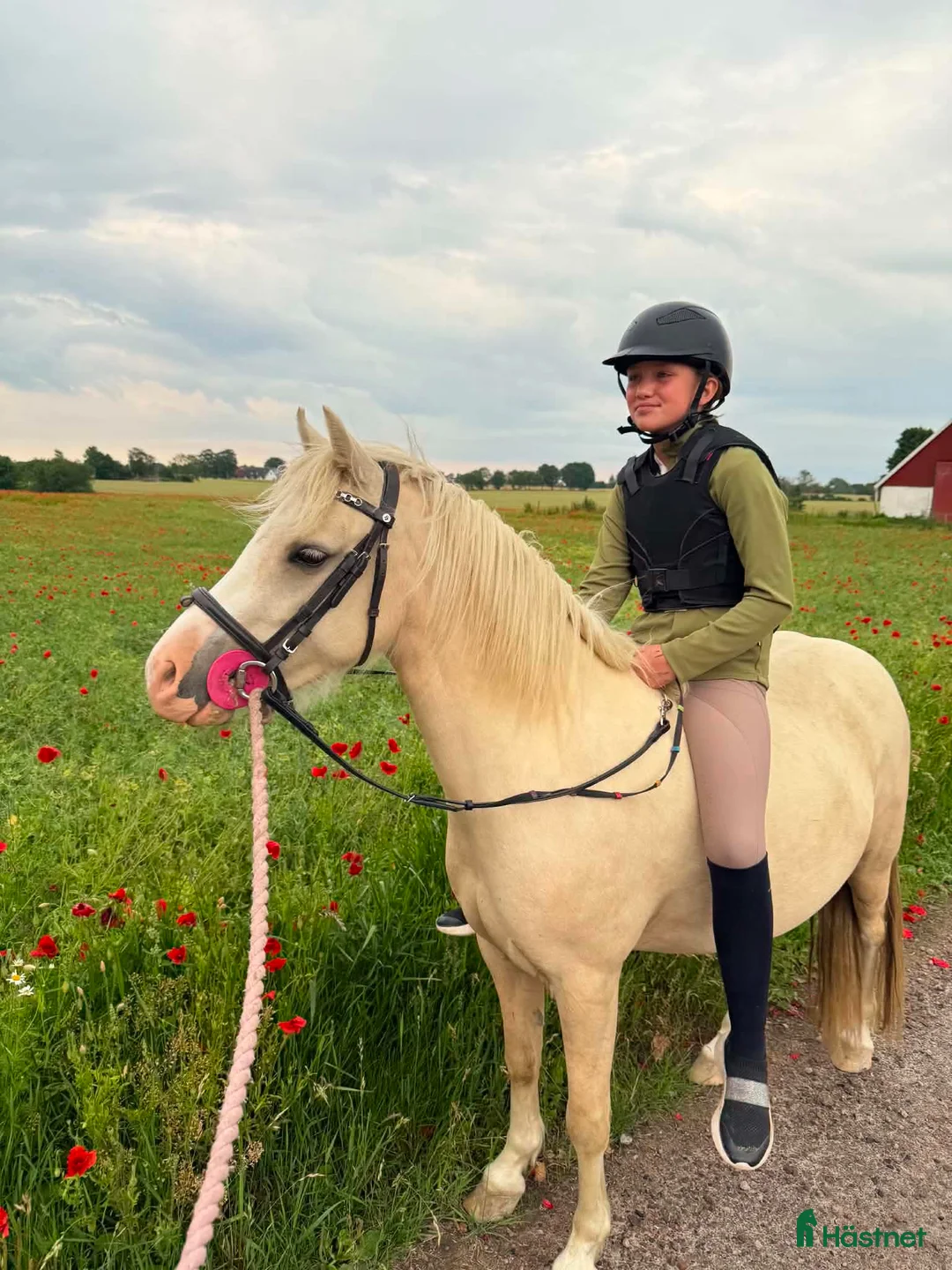 Allround hästar till salu: 🌟Welsh Mountain‑ponny – redo för nästa ryttare - Annons 1