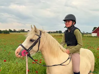 hästar 🌟Welsh Mountain‑ponny – redo för nästa ryttare - Annons 3