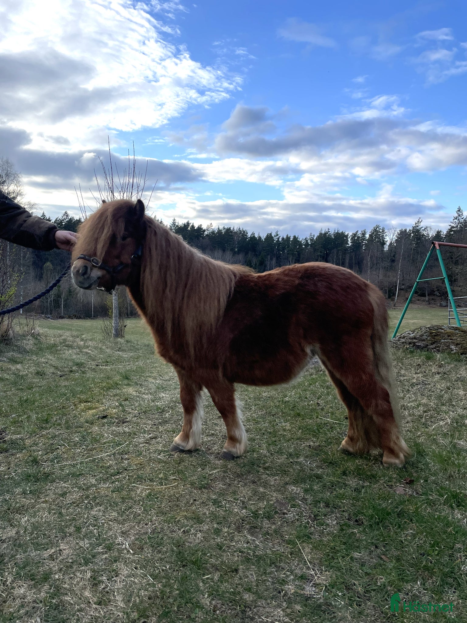  hästar Shetlandssto 2 år - Annons 3