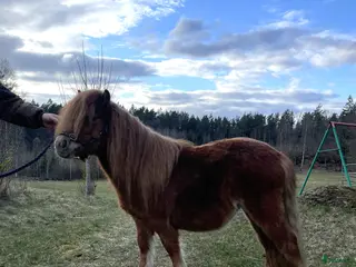 hästar Shetlandssto 2 år - Annons 3
