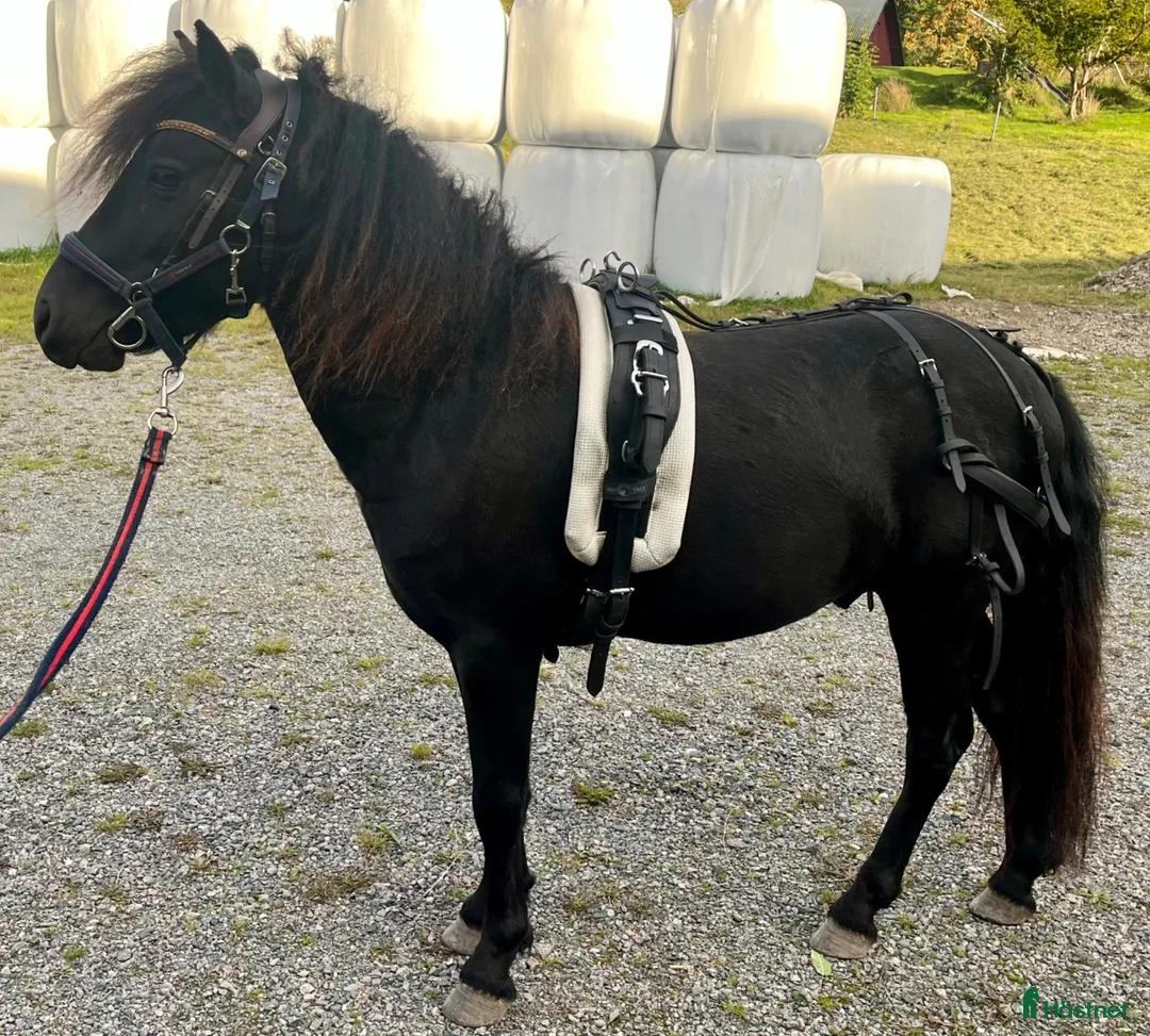 Allround hästar till salu: Mycket fin curlyponny - Annons 1