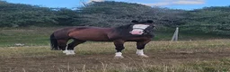 Western hästar till salu: Reiningämne  - Annons 3