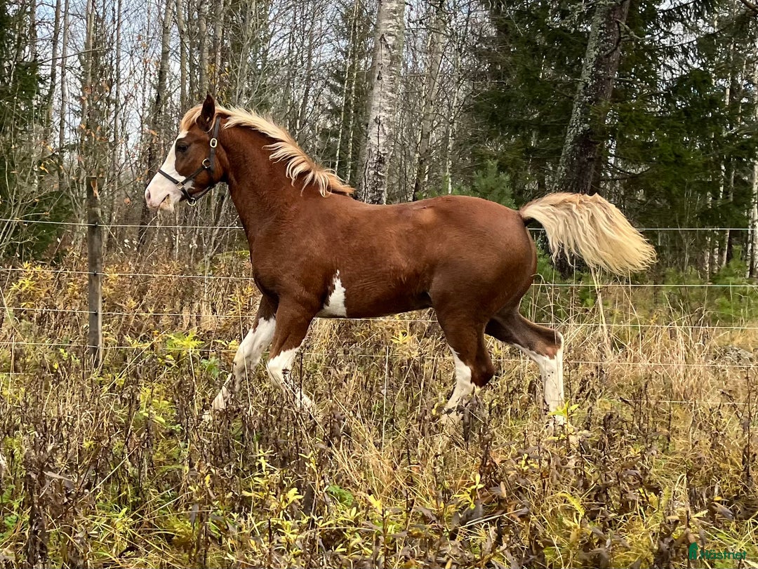 Allround hästar till salu: Stor welsh cob hingst i Ransta - Annons 4
