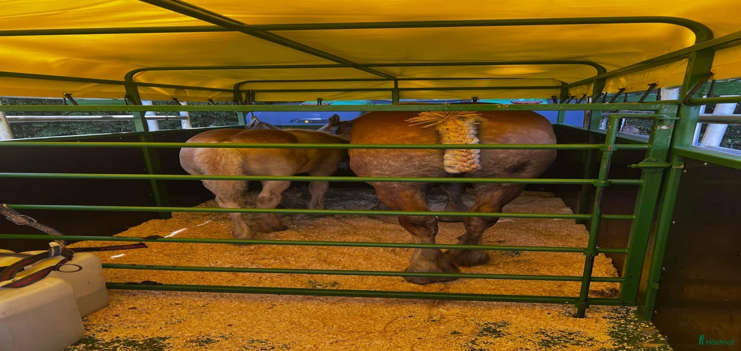 Galleribild {{count}}