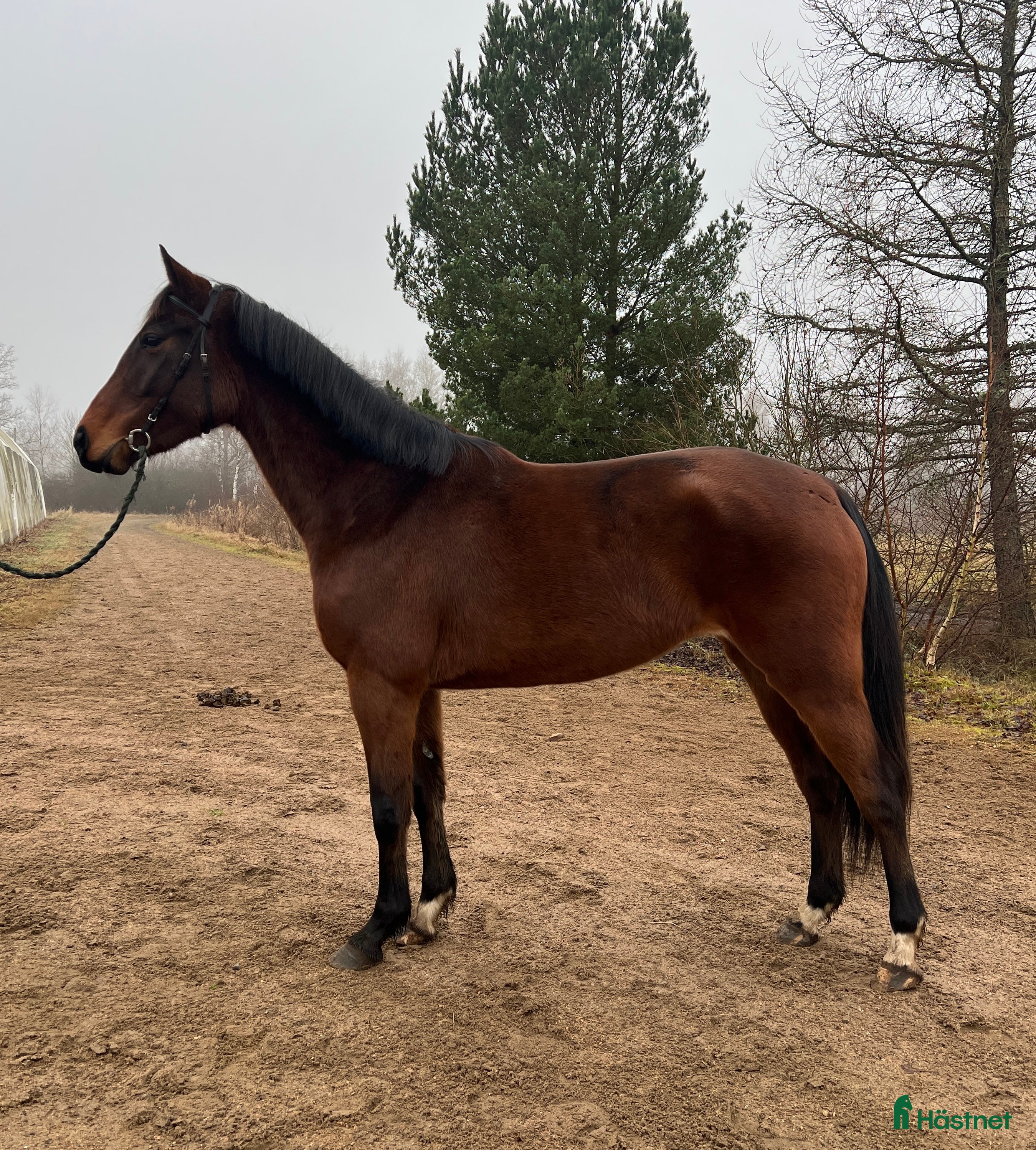  hästar Litet sport sto - Annons 2