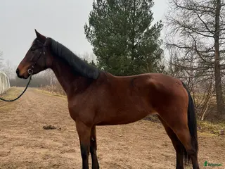 hästar Litet sport sto - Annons 2