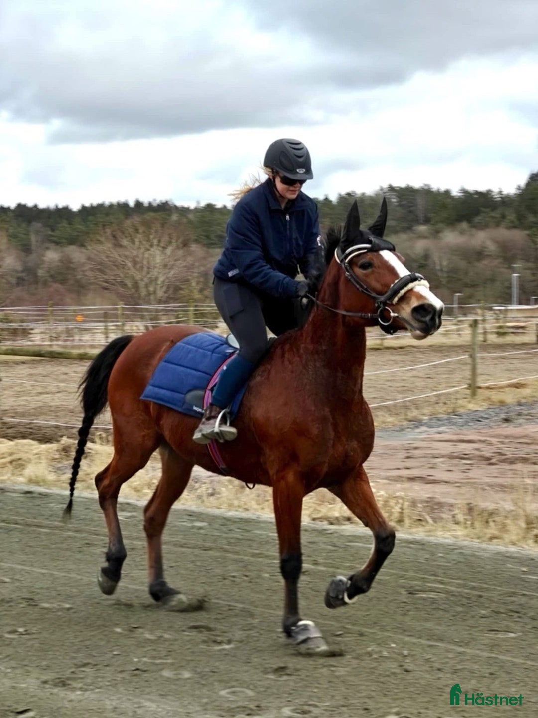  medryttarhäst finnes: Medryttarhäst i Ödsmål, Stenungsund finnes i Ödsmål - Annons 4