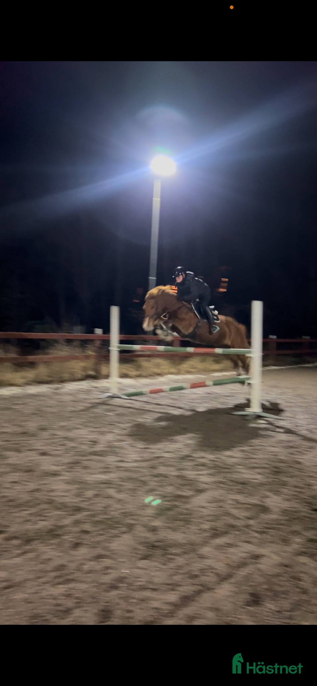 Allround hästar till salu: Rosettplockare och multitalang  i Gusum - Annons 4