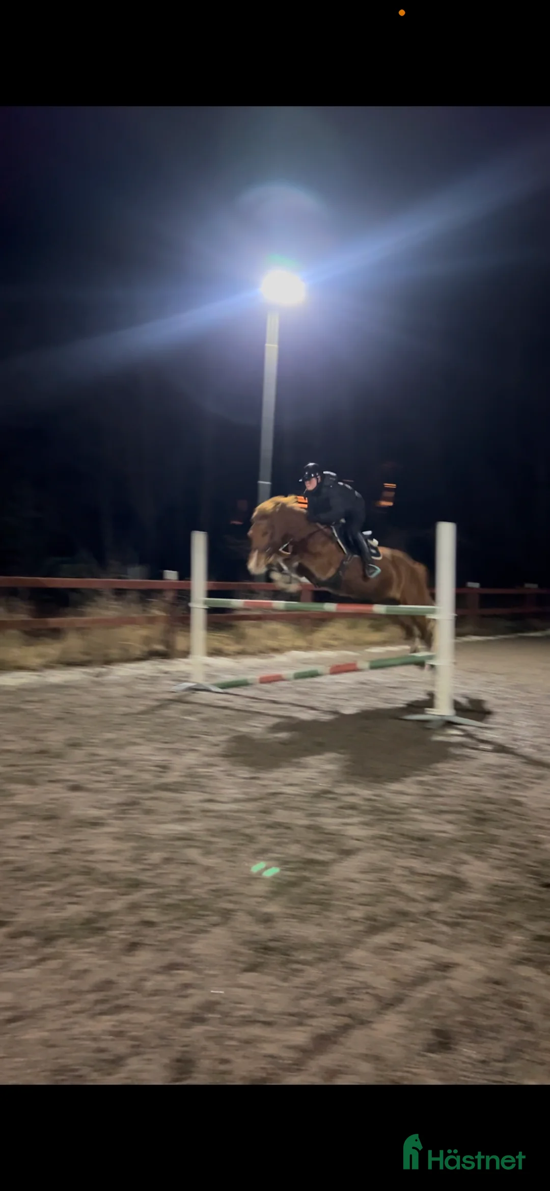 Allround hästar till salu: Läromästare och rosettplockare💕 - Annons 4