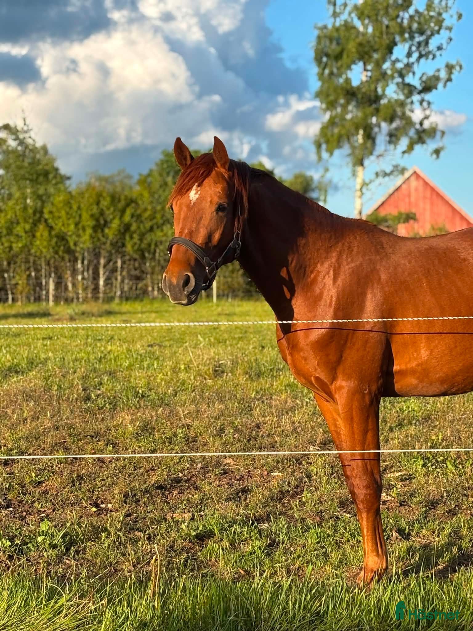  hästar Mysig 3-åring med 140-mamma och fin framtid - Annons 1