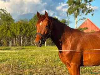hästar Mysig 3-åring med 140-mamma och fin framtid - Annons 1