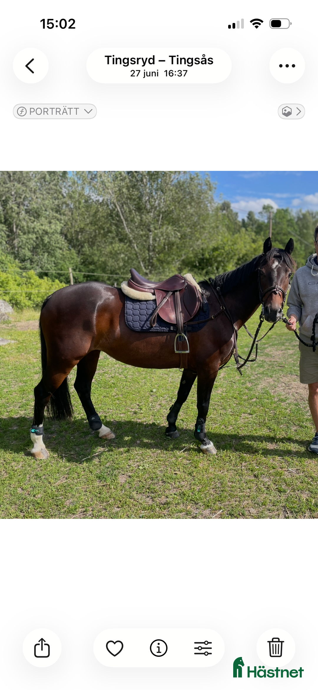 Hoppning hästar till salu: Guldponny i Lekeryd - Annons 6