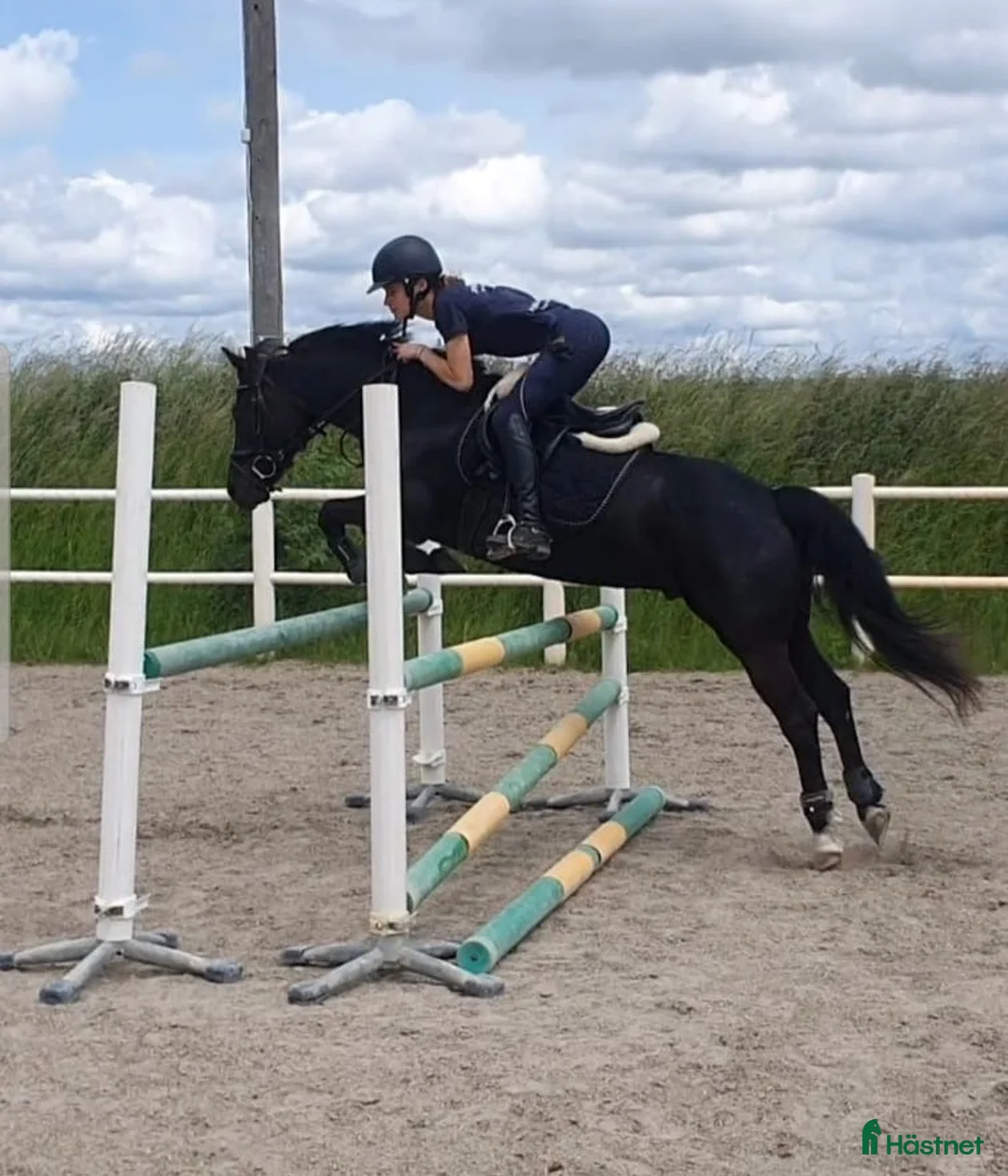 Hoppning hästar till salu: Bästa ponnyn söker ny kärleksfull familj  - Annons 5