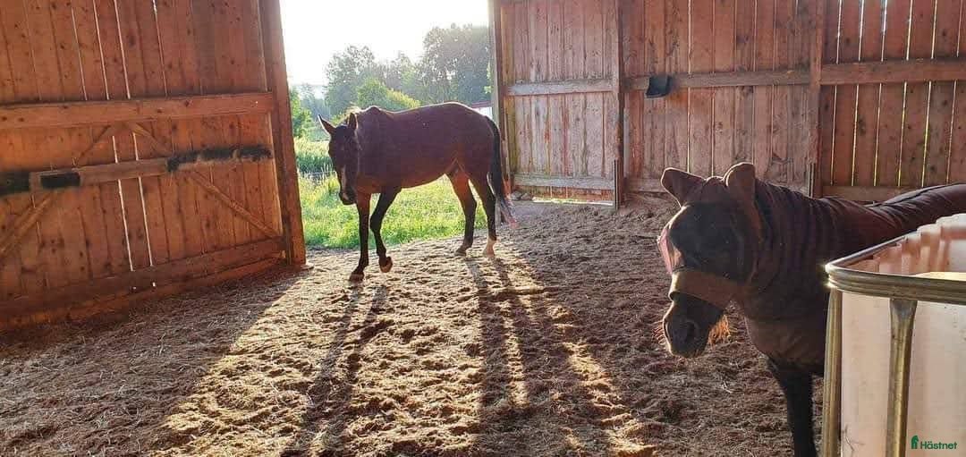  stallplats finnes: Hus på hästgård och stallplatser.  i Ljung - Annons 29
