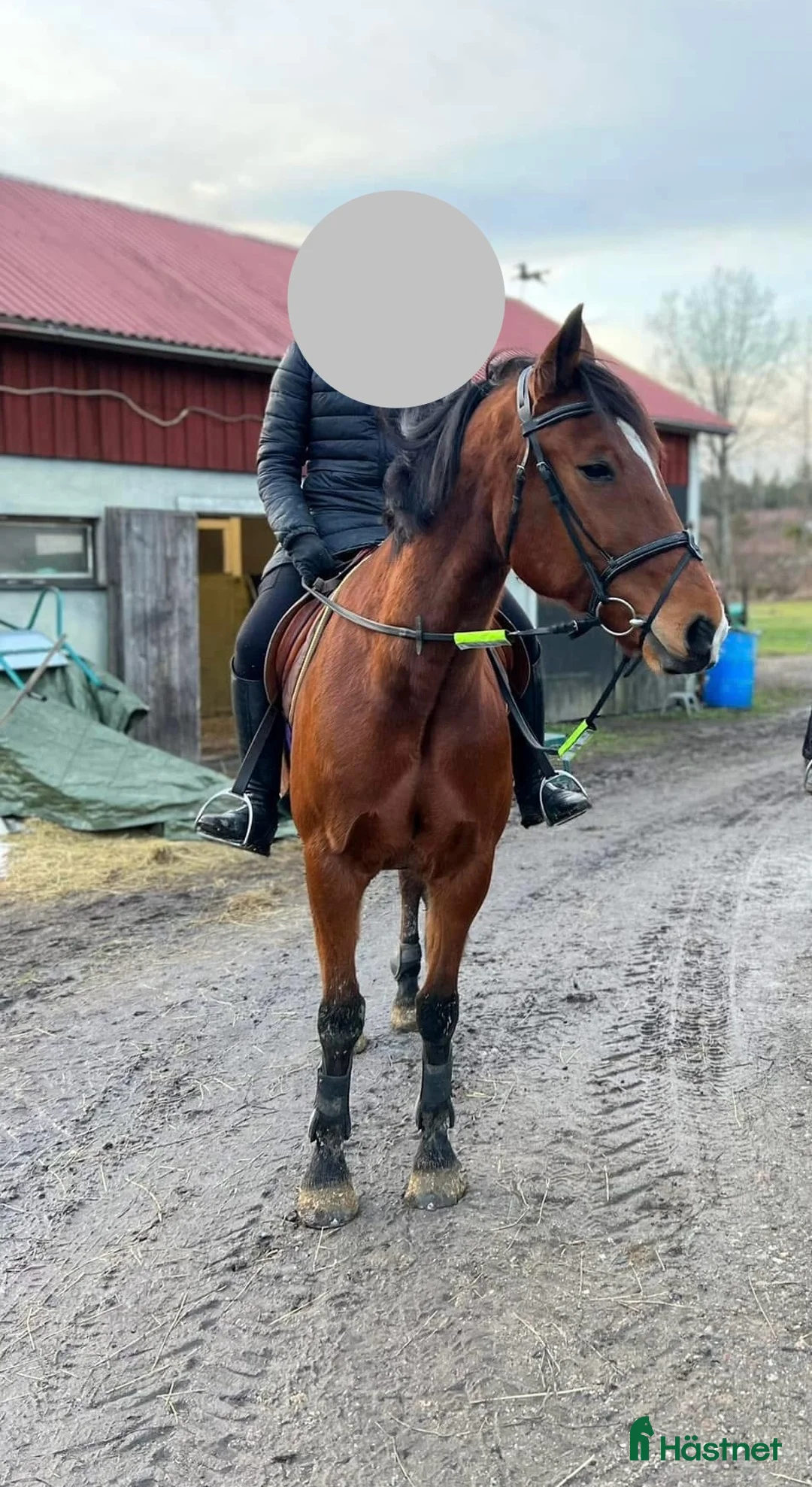 Allround hästar till salu: Allround varmblod  - Annons 3