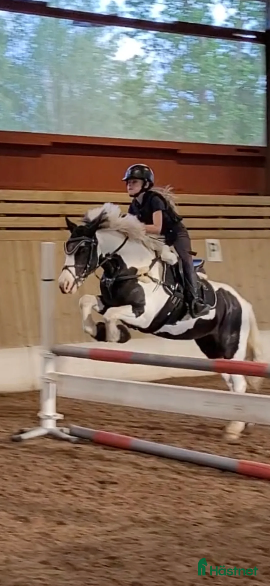 Avelshästar hästar till salu: Avel/Sällskap/Lättare ridning i Nybro - Annons 2