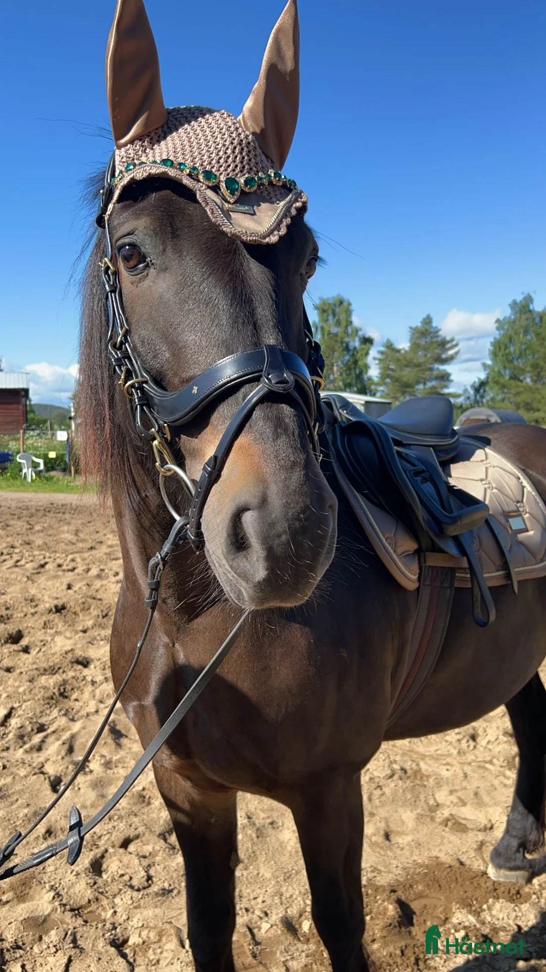  foderhäst finnes: Foderhäst för den som gillar fart! i Skellefteå - Annons 1