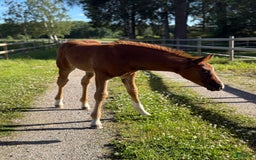 Dressyr hästar till salu: Vackert stoföl i Runhällen - Bild 2