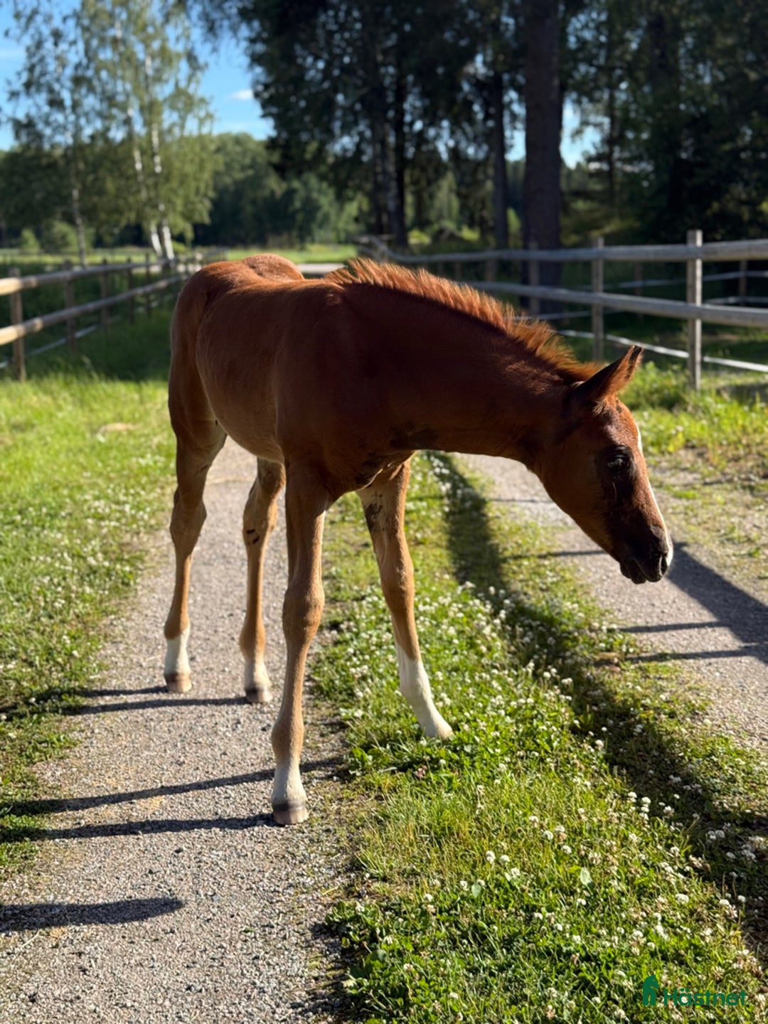 Dressyr hästar till salu: Vackert stoföl i Runhällen - Bild 2