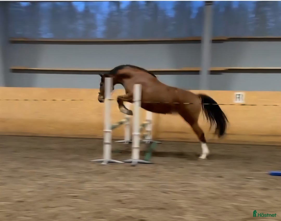 Allround hästar till salu: Trevlig unghäst  i Figeholm - Annons 2