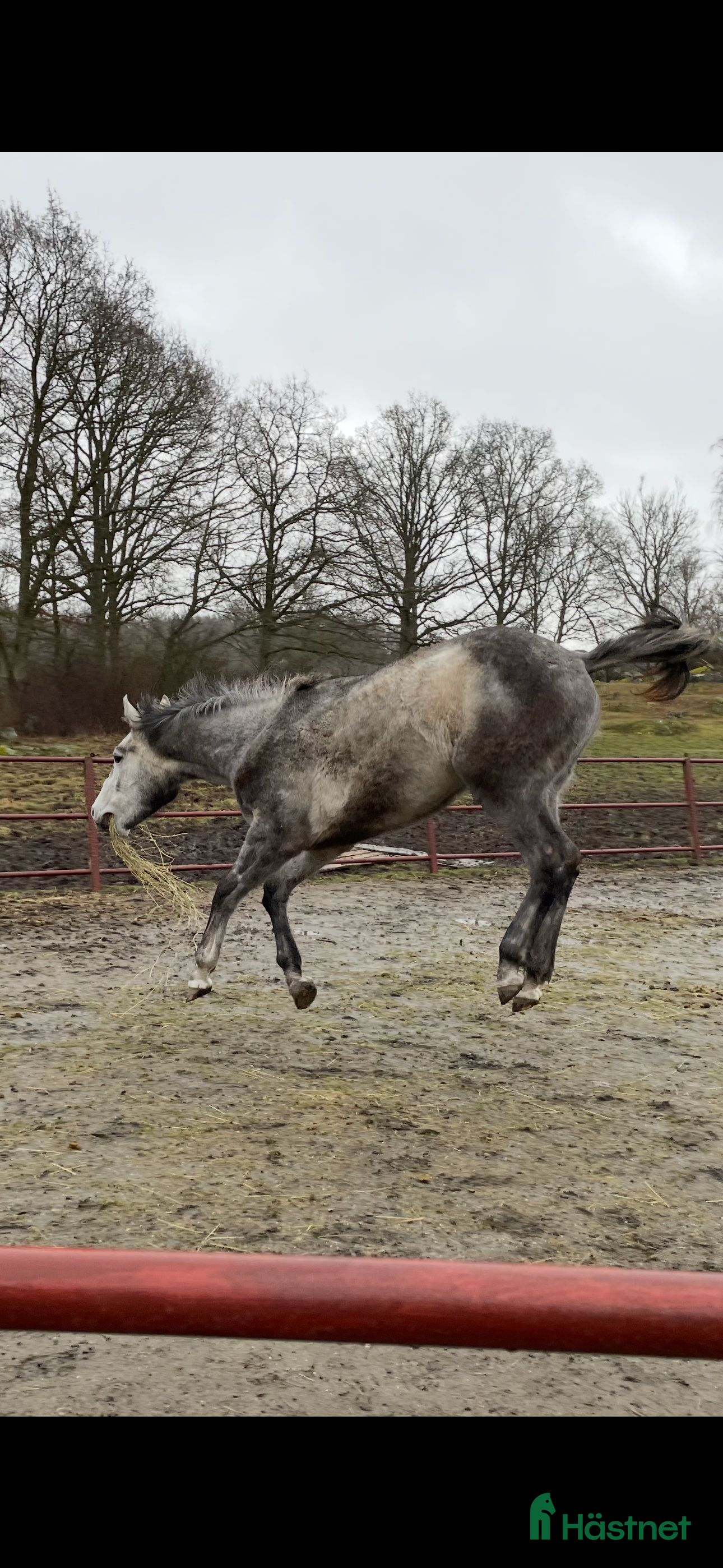  foderhäst Foderhäst sökes i Svängsta - Annons 3