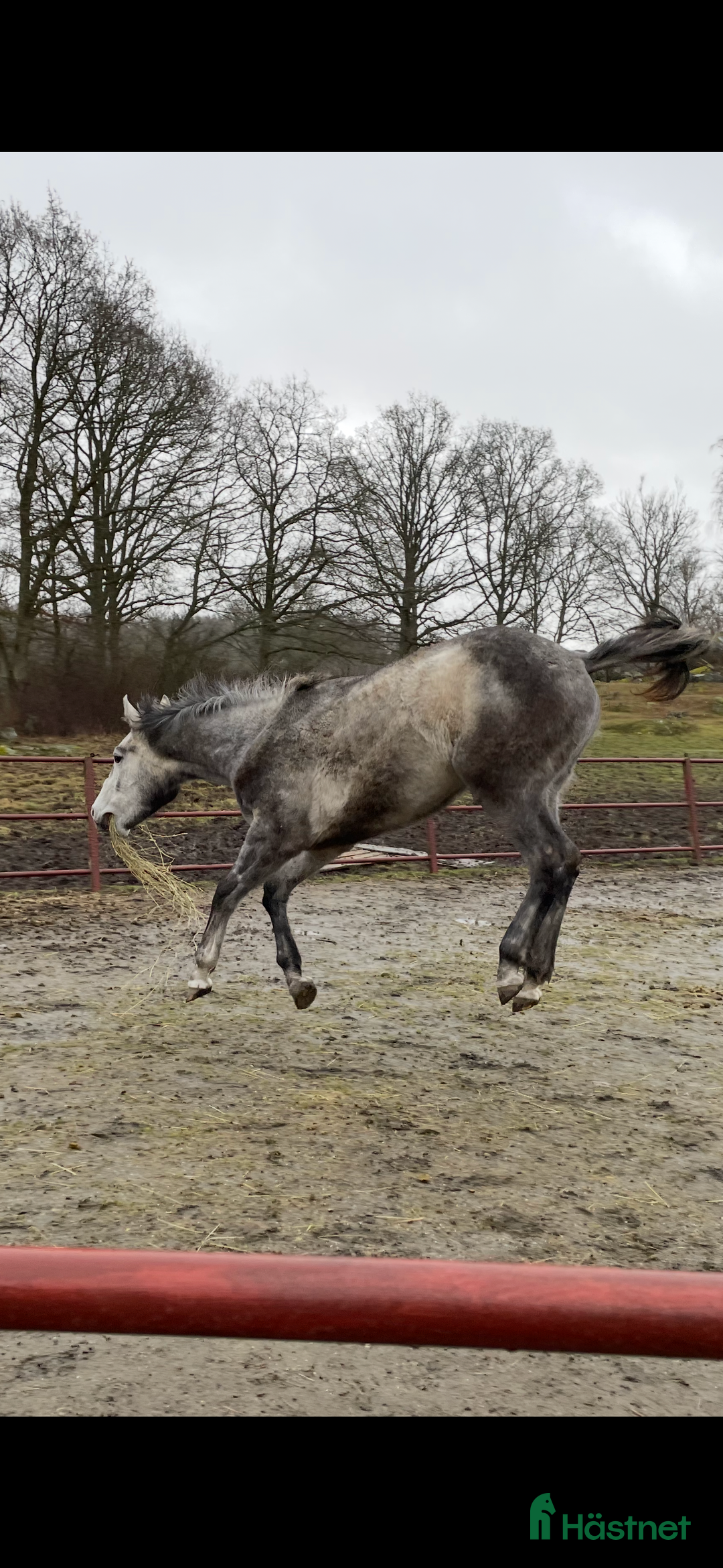  foderhäst sökes: Foderhäst sökes i Svängsta - Annons 1