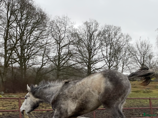 foderhäst Foderhäst sökes i Svängsta - Annons 16